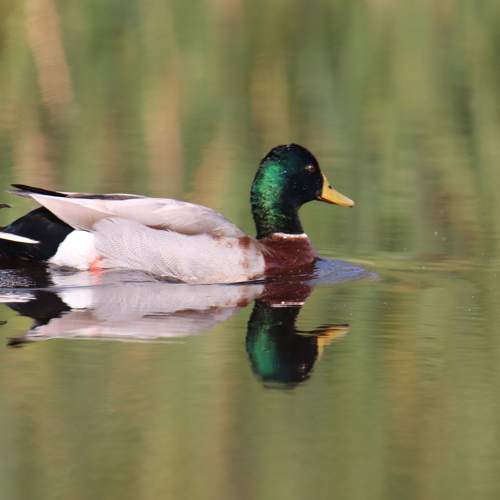 Reflection