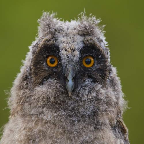 Eye to eye