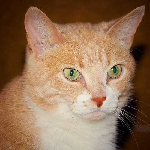 Photo #7611482