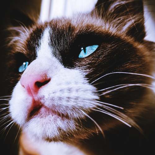 Photo #7611704