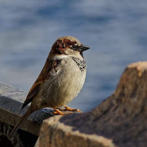 Photo #7613450