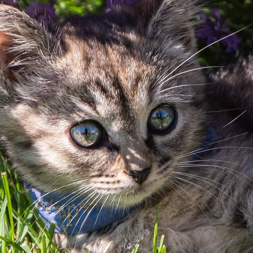 Photo #7613711