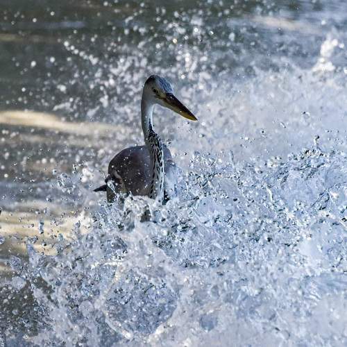 Photo #7614114