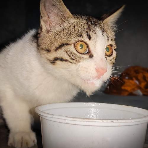 Photo #7614964