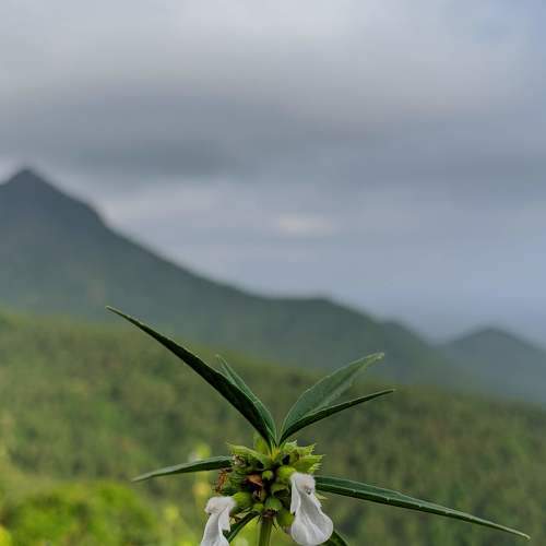 Photo #7615685