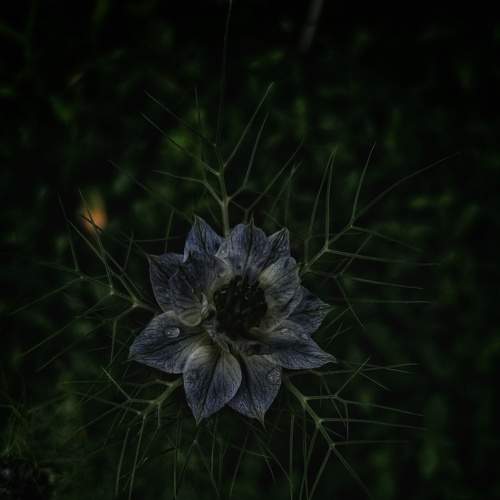 nightbeauty