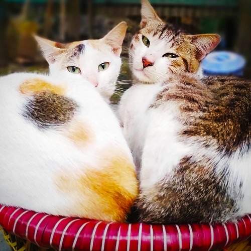 Photo #7616172