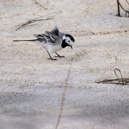 Трясогузка