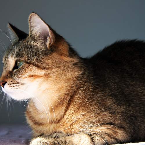 Photo #7617121