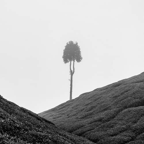 The Lone Tree