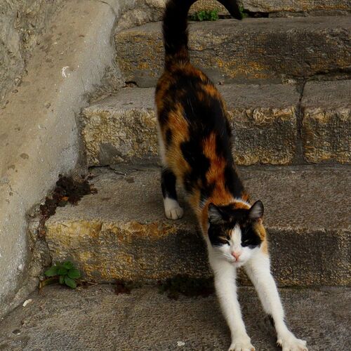 Photo #7617714