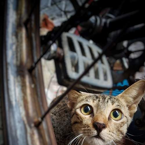 Eyes of Wonder
