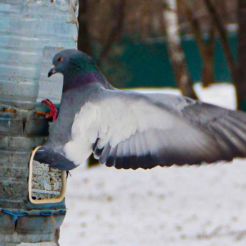 Photo #7617937