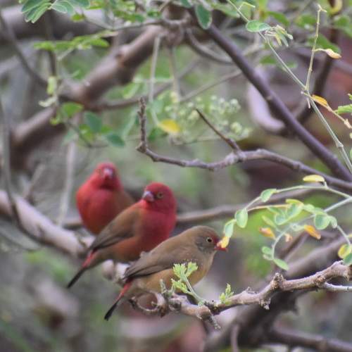 Nigerian Birds