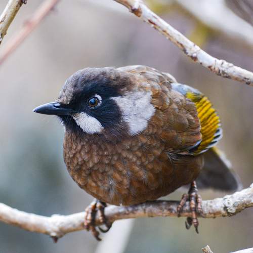 Mountain Bird
