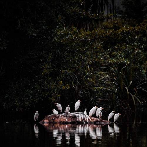 bird photo