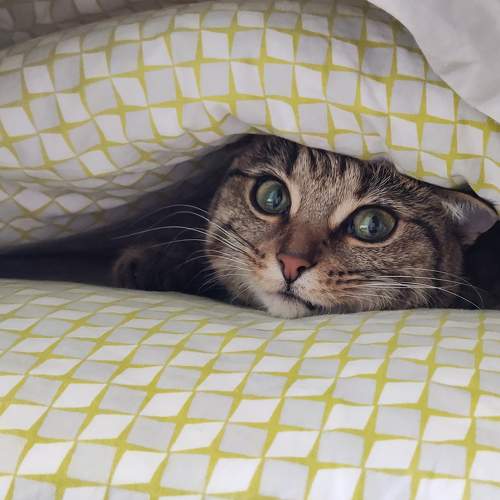 Photo #7618975