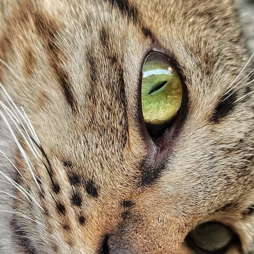 Eyes