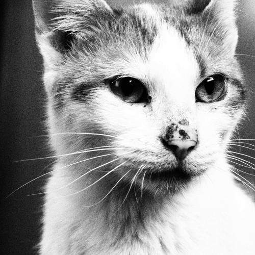Photo #7619789