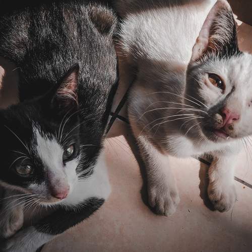 Photo #7620001