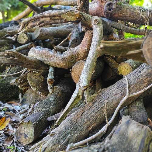 Photo #7620004