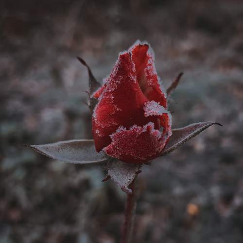 Photo #7620131