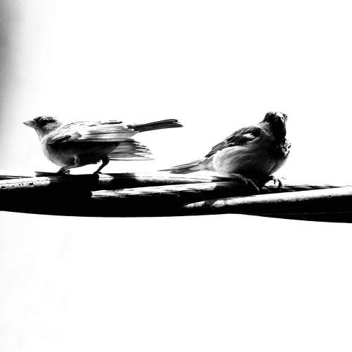 Photo #7620348