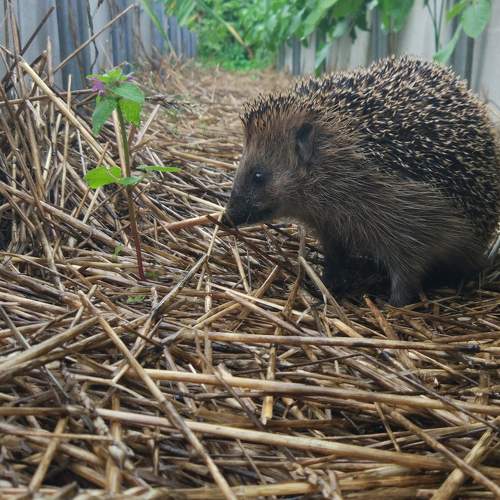 Photo #7620488