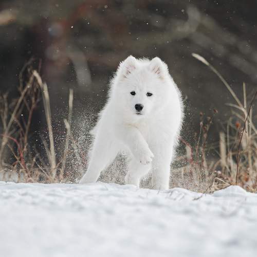 Samoyed puppy getting ready to run