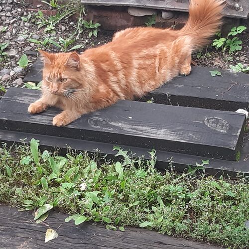 Photo #7620519