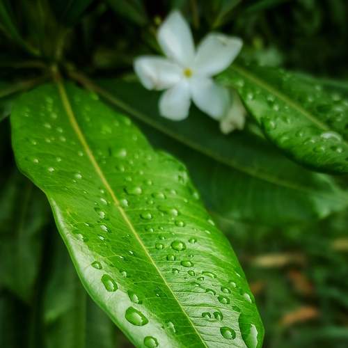 Rain drops