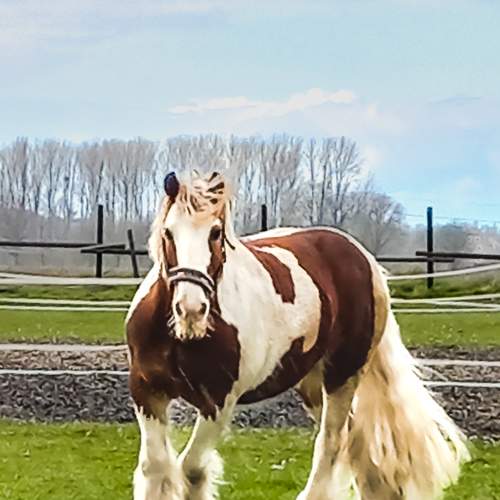 Photo #7624518