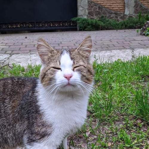 Photo #7625394