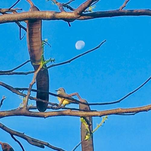 BIRD WATCHING THE MOON