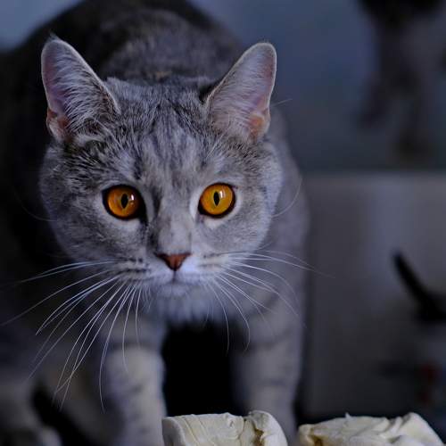 Photo #7627135