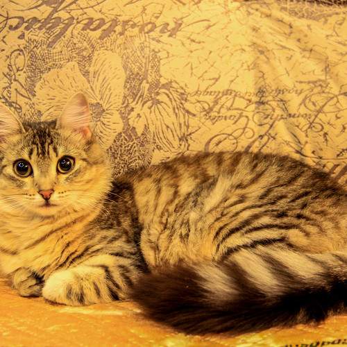 golden cat