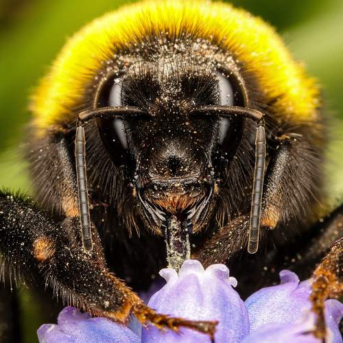 Bombus