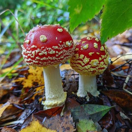 Photo #7632884