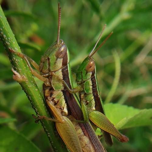 Mating beauty is Love
