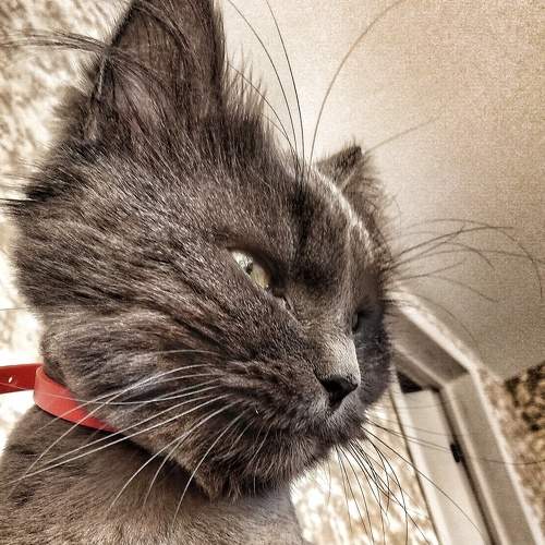 Photo #7635157