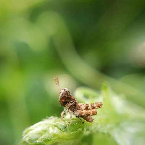 Macro photography