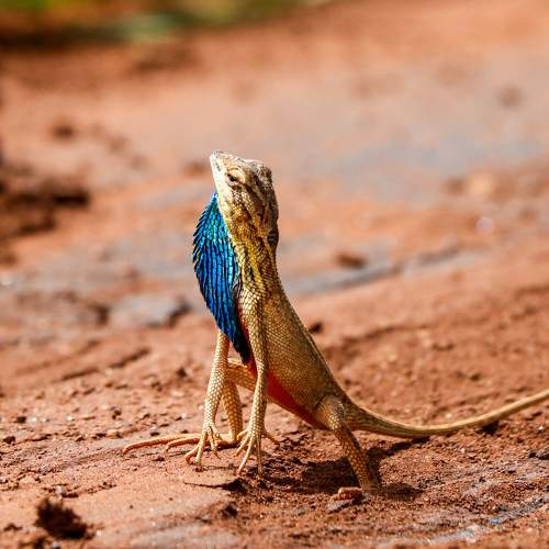 Fan throated lizard(Sarada Superba)