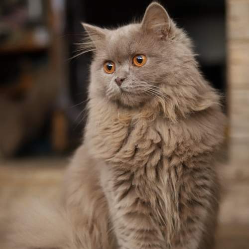 Photo #7637301