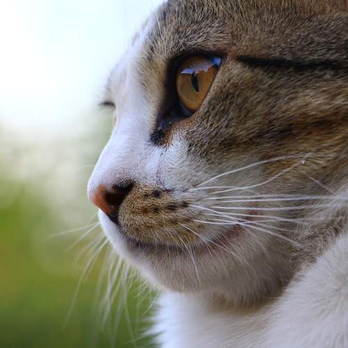Photo #7638316