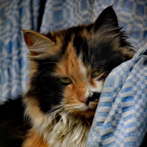 Photo #7638317