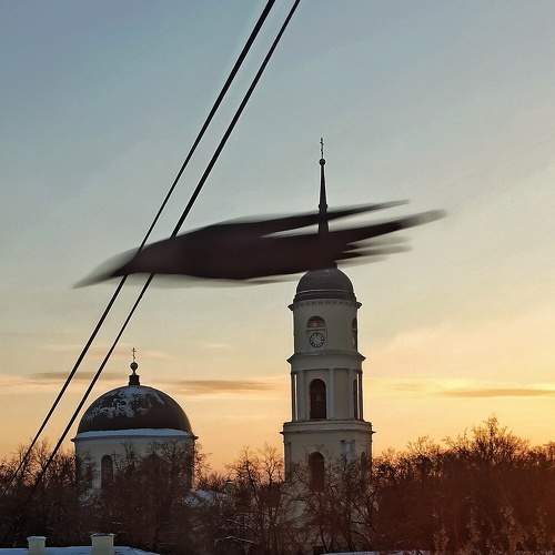 Грачь.