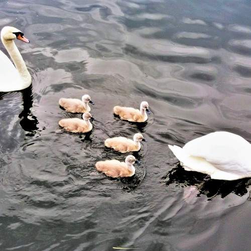 Photo #7642620