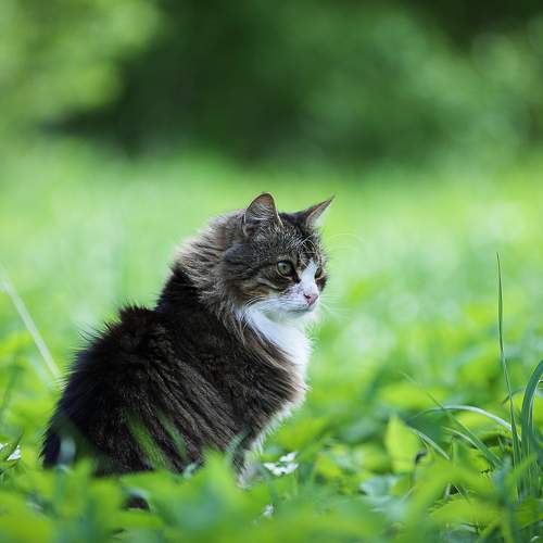 Котейка