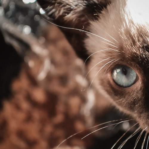 Photo #7643161