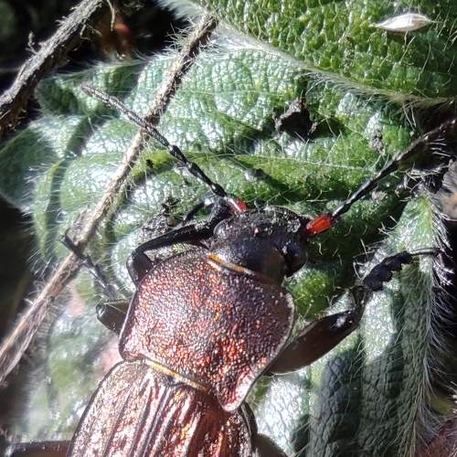 Photo #7643240